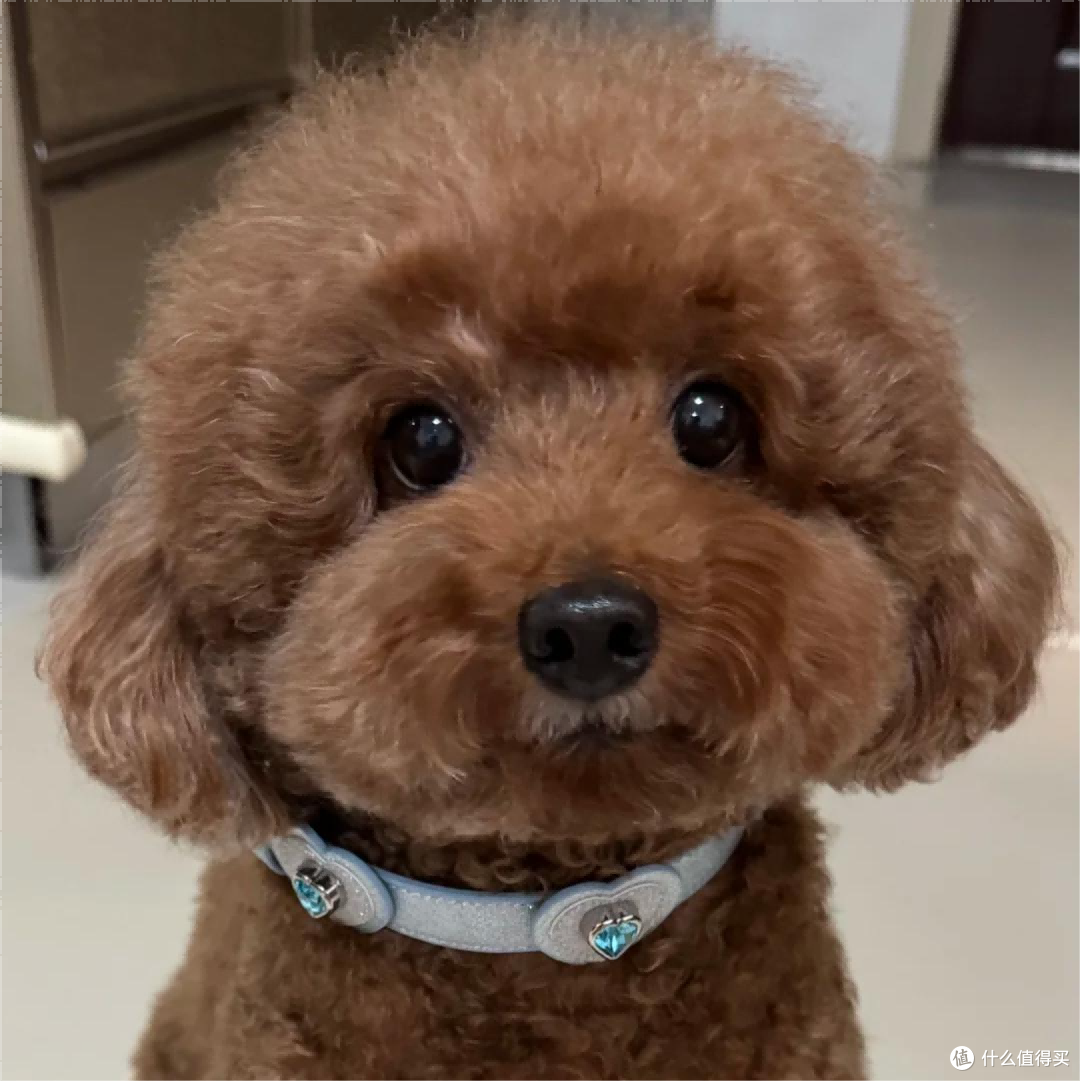 泰迪吃什么牌子狗粮最好最健康？国产狗粮牌子排行榜前3精选分享