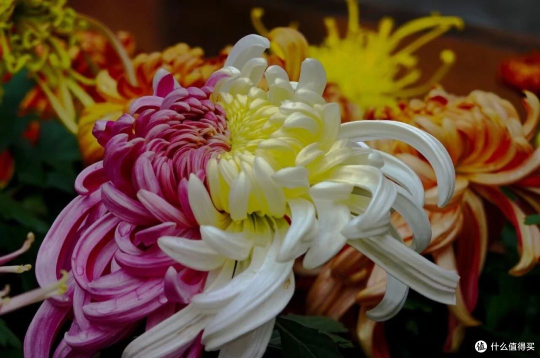 男子偶遇一棵“双色菊花”，有种不顾她花死活的美，网友：一眼假