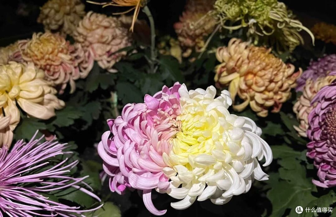男子偶遇一棵“双色菊花”，有种不顾她花死活的美，网友：一眼假