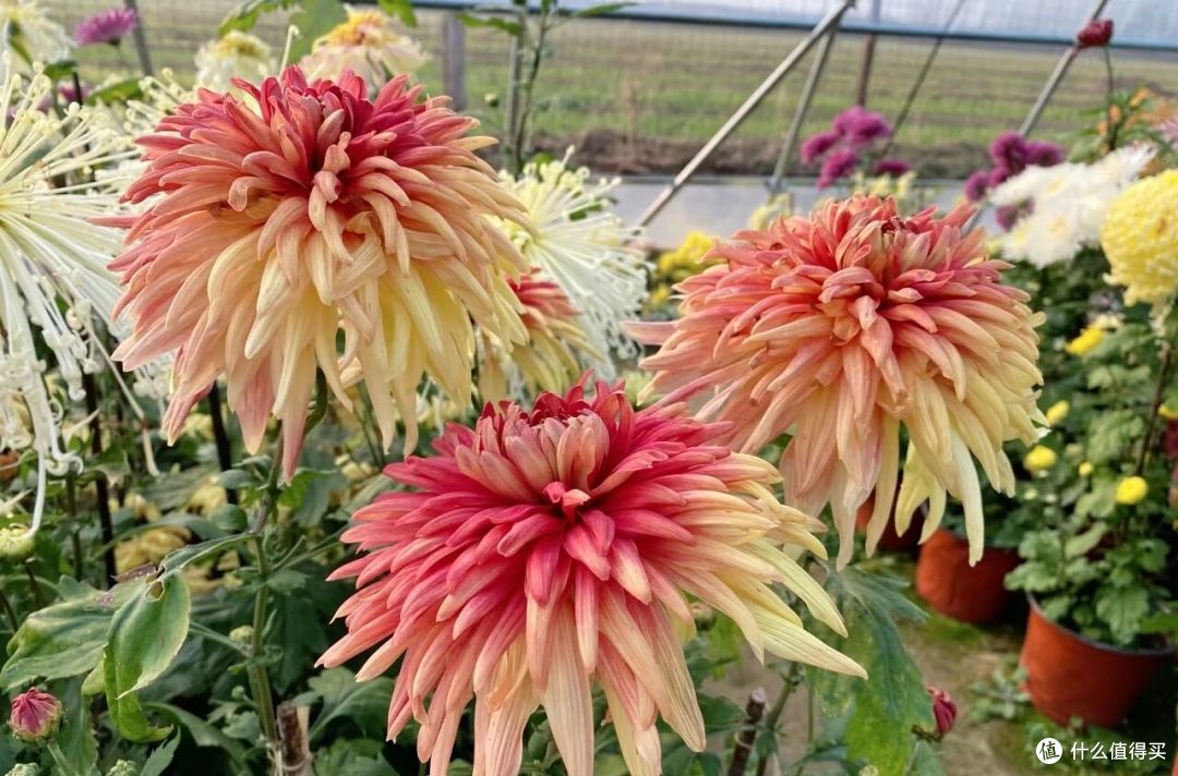 男子偶遇一棵“双色菊花”，有种不顾她花死活的美，网友：一眼假