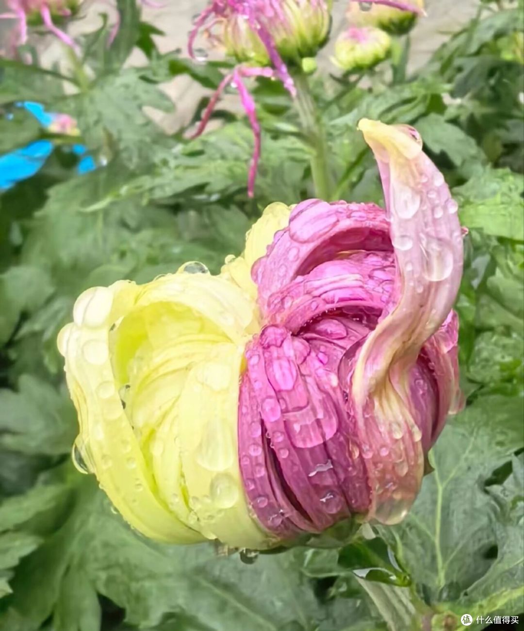 男子偶遇一棵“双色菊花”，有种不顾她花死活的美，网友：一眼假