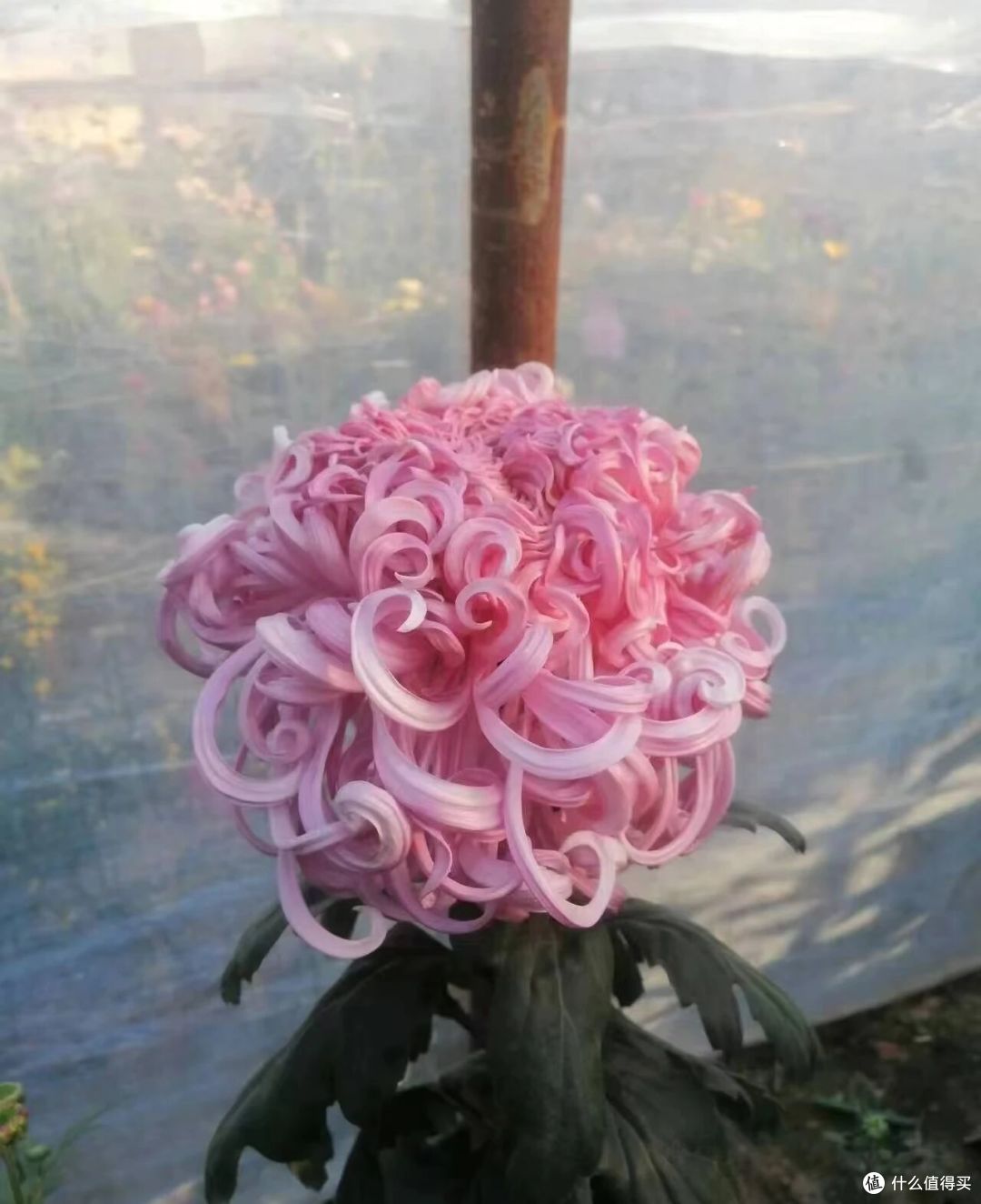 男子偶遇一棵“双色菊花”，有种不顾她花死活的美，网友：一眼假