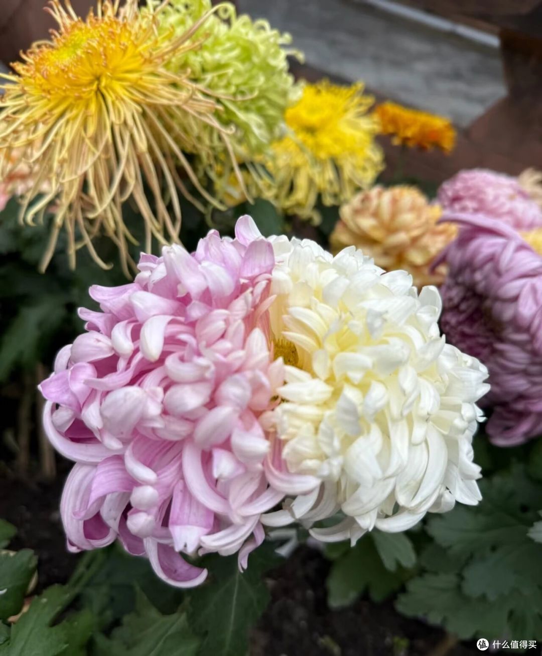 男子偶遇一棵“双色菊花”，有种不顾她花死活的美，网友：一眼假