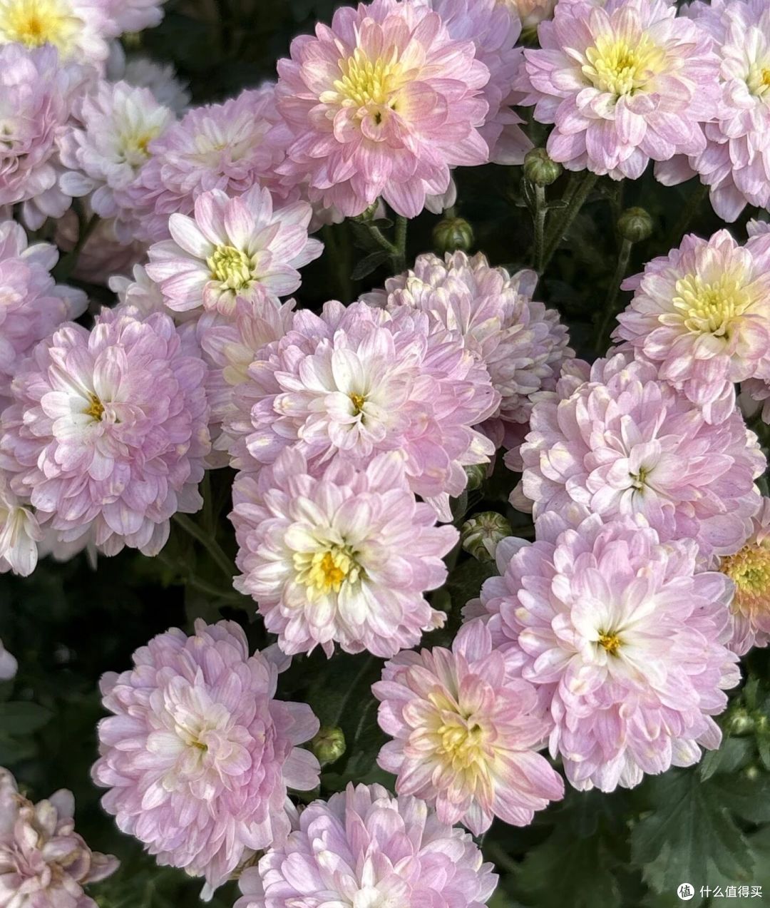 男子偶遇一棵“双色菊花”，有种不顾她花死活的美，网友：一眼假