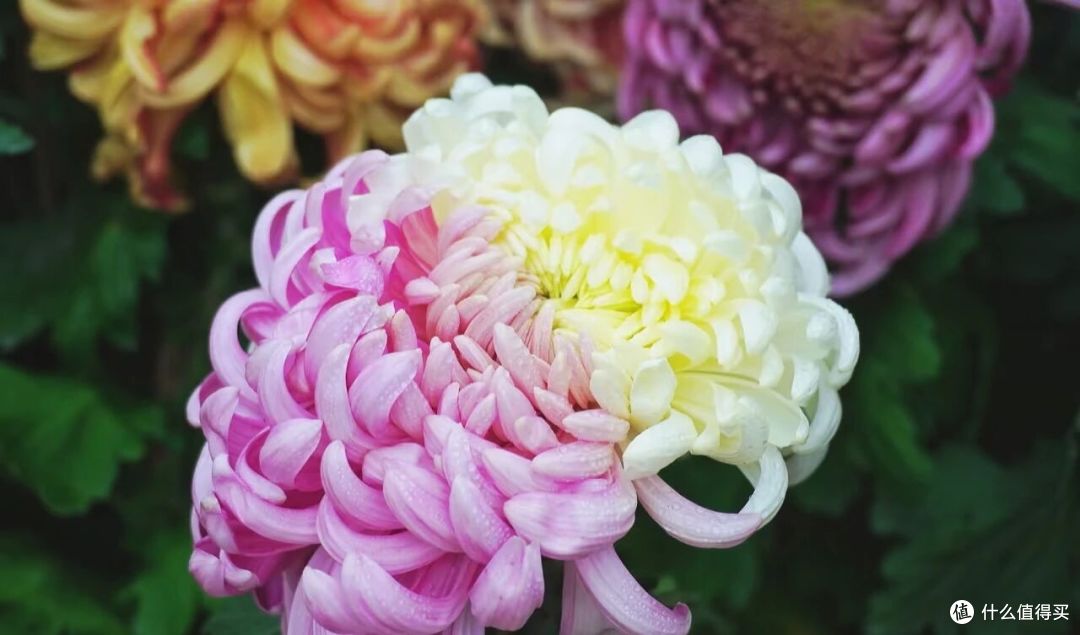 男子偶遇一棵“双色菊花”，有种不顾她花死活的美，网友：一眼假