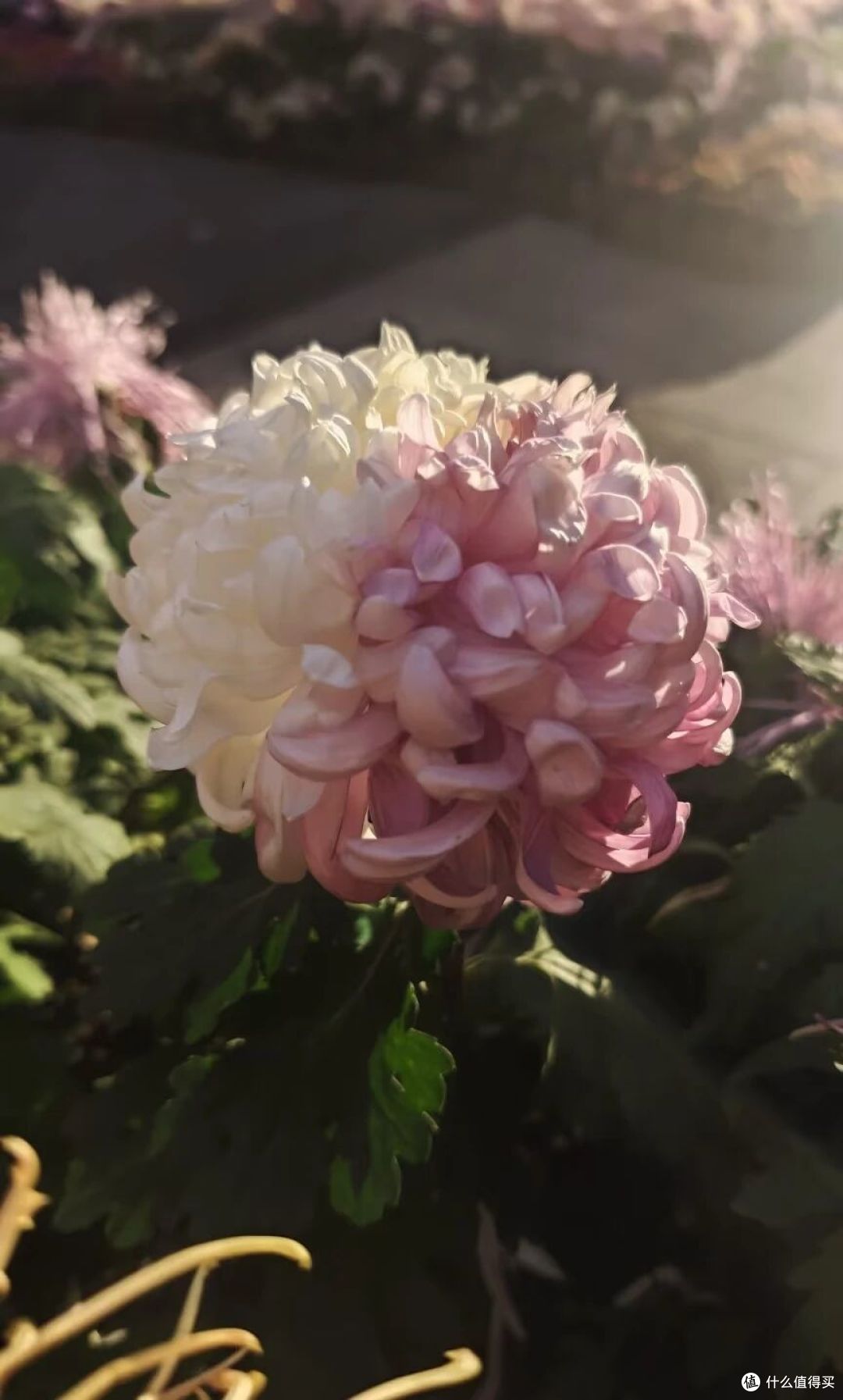 男子偶遇一棵“双色菊花”，有种不顾她花死活的美，网友：一眼假
