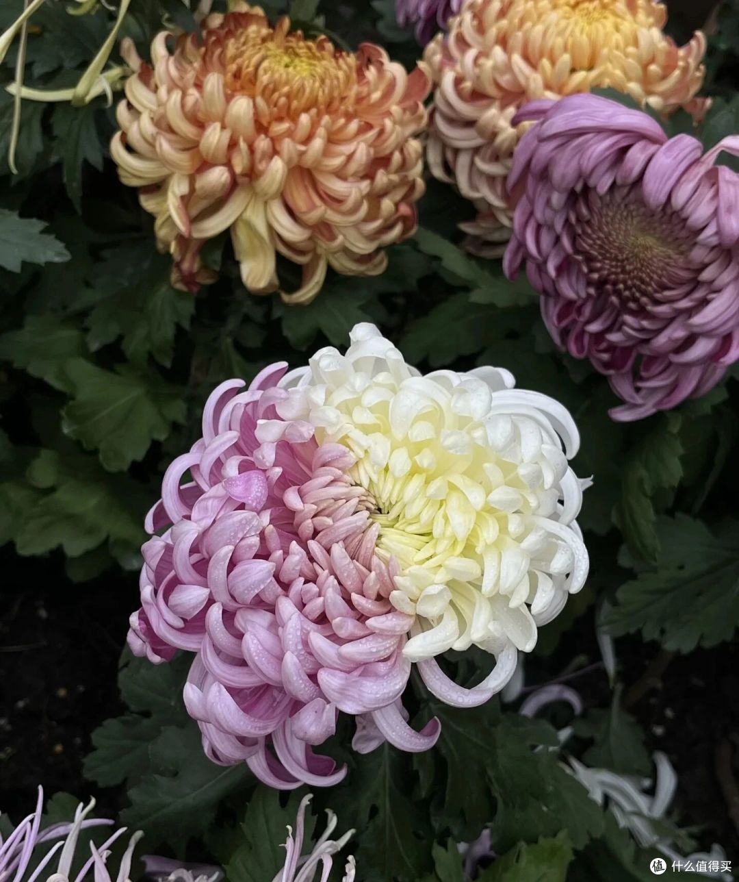 男子偶遇一棵“双色菊花”，有种不顾她花死活的美，网友：一眼假