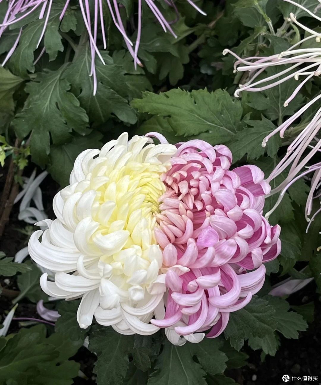 男子偶遇一棵“双色菊花”，有种不顾她花死活的美，网友：一眼假