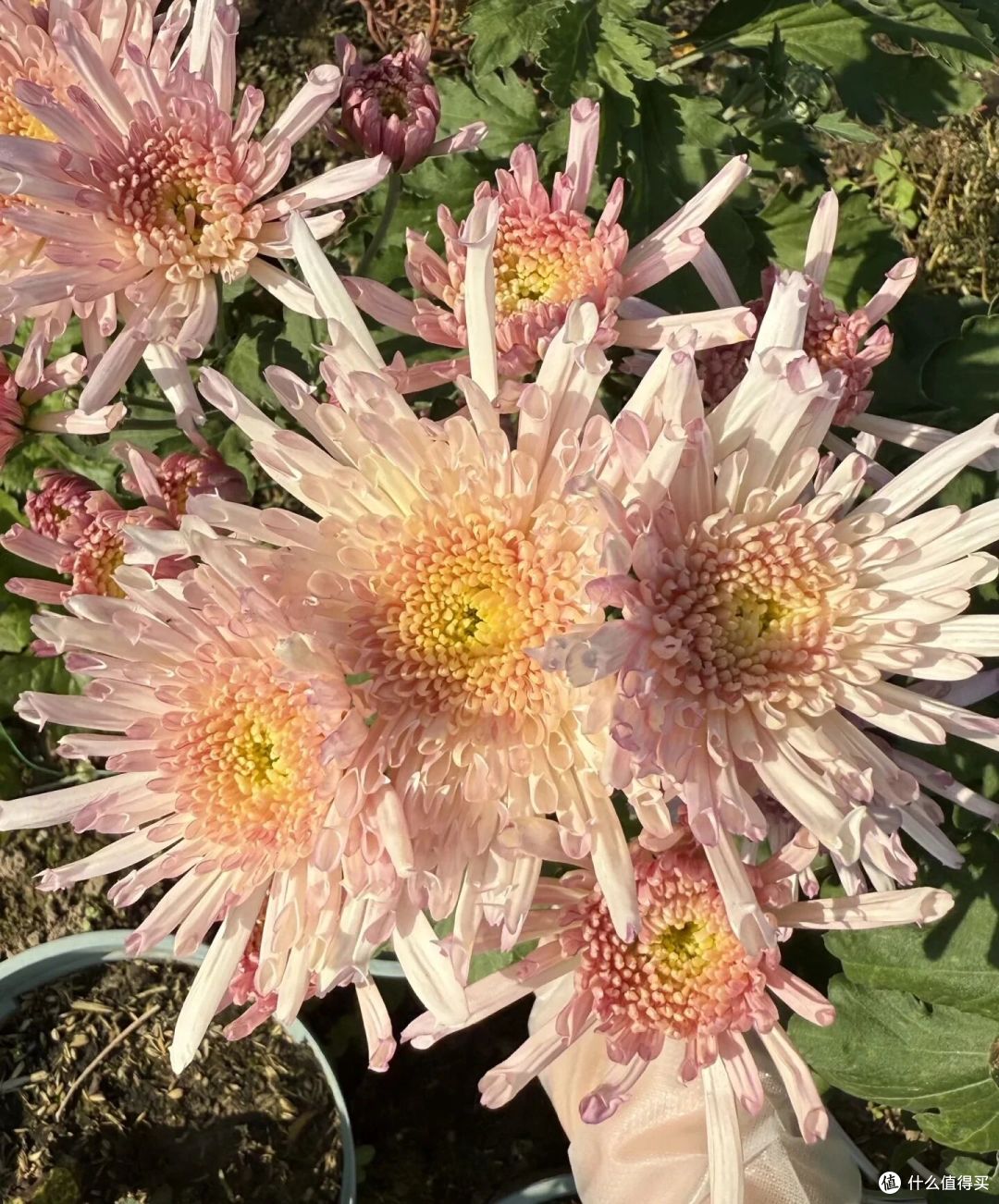 男子偶遇一棵“双色菊花”，有种不顾她花死活的美，网友：一眼假