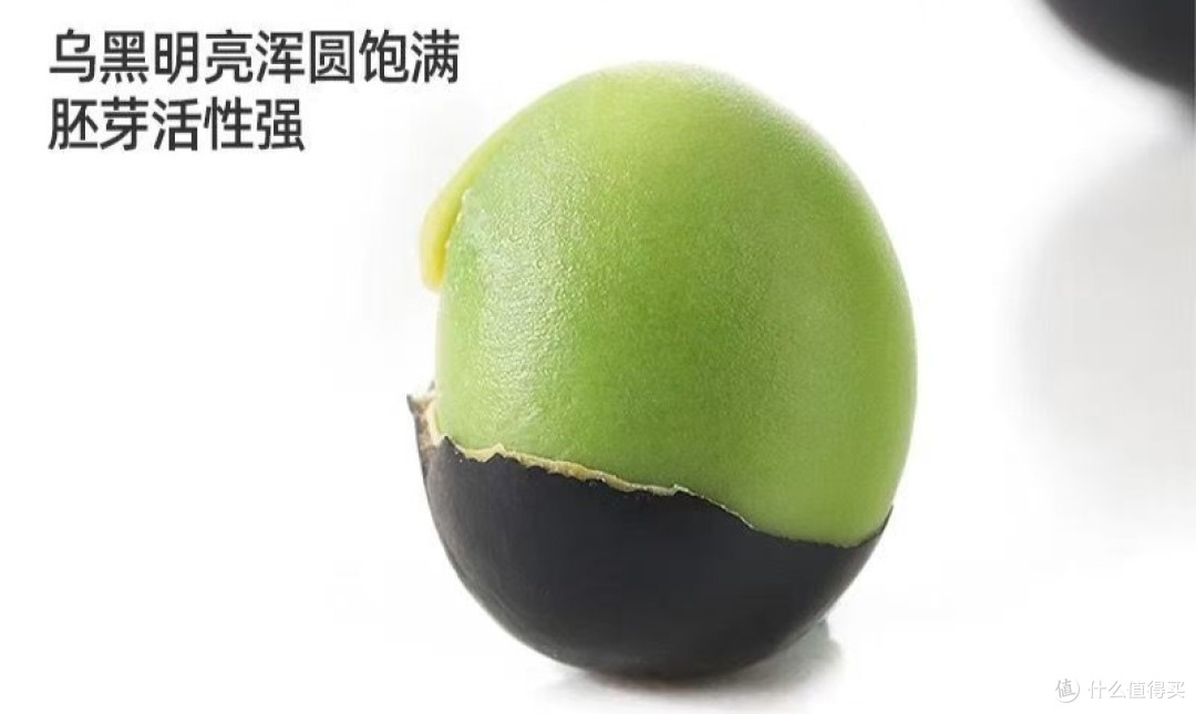 汾都香绿芯黑豆:寻味黑土地的自然馈赠