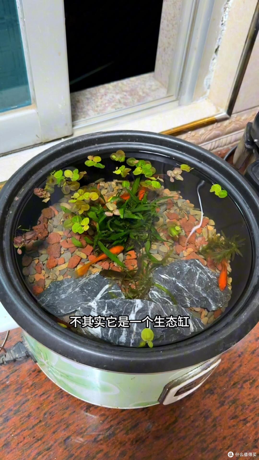 废旧电饭锅别丢掉了,这些改造妙招,邻居都跟着学