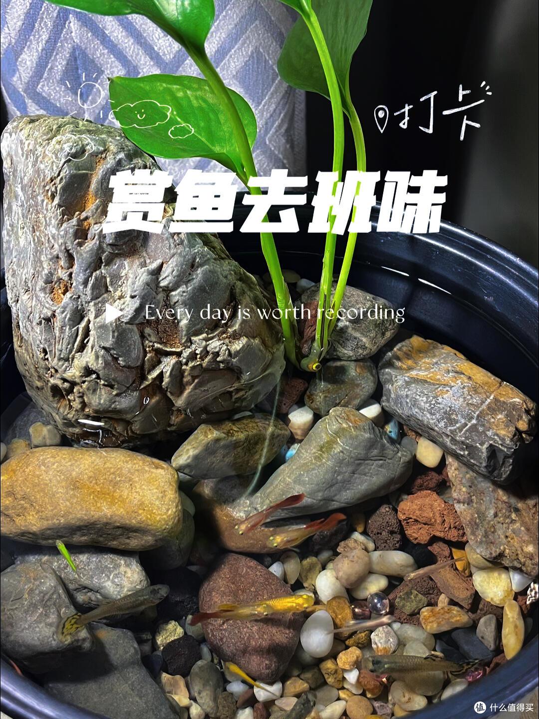 废旧电饭锅别丢掉了,这些改造妙招,邻居都跟着学