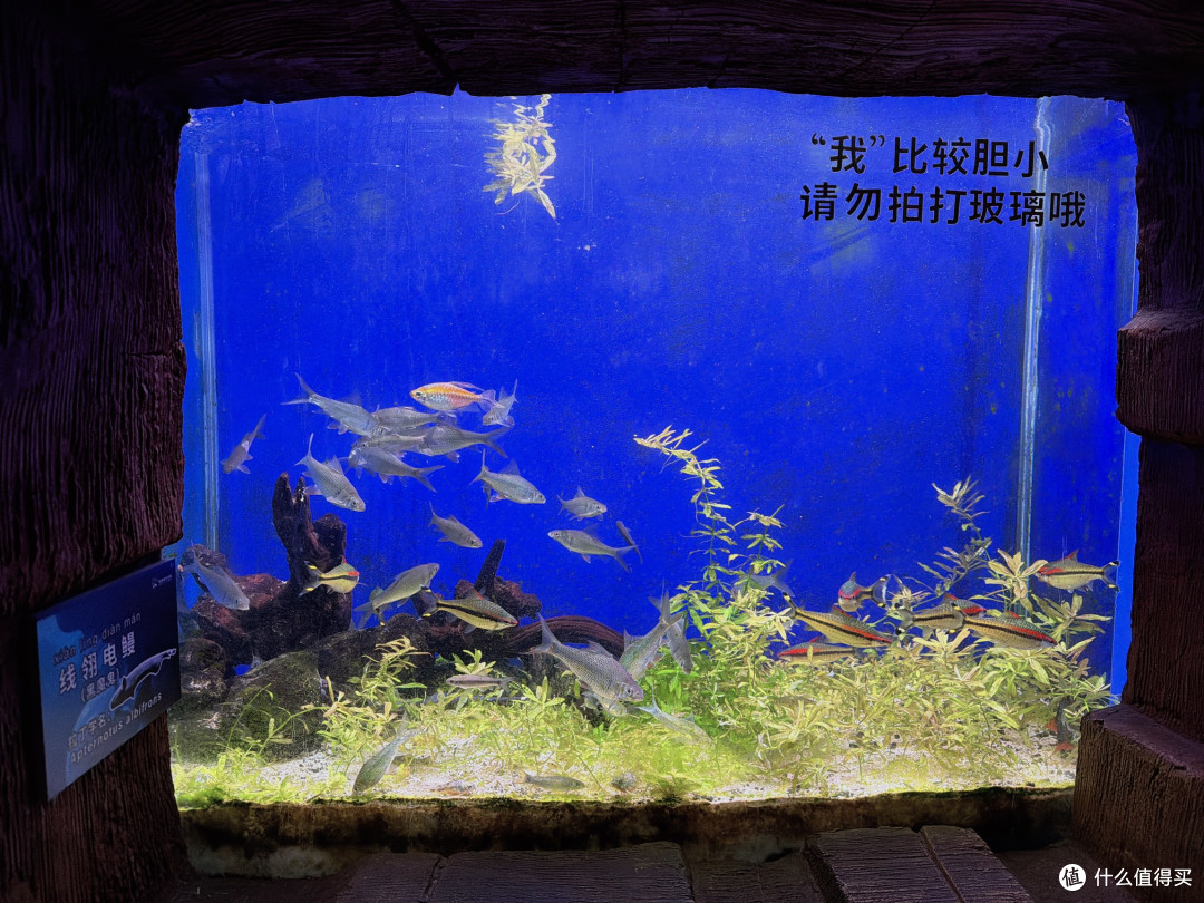 晚来的橘色风