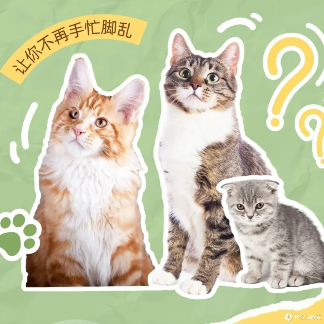 新手养猫避坑指南!踩过 8 个雷后,这篇干货救了我🐱