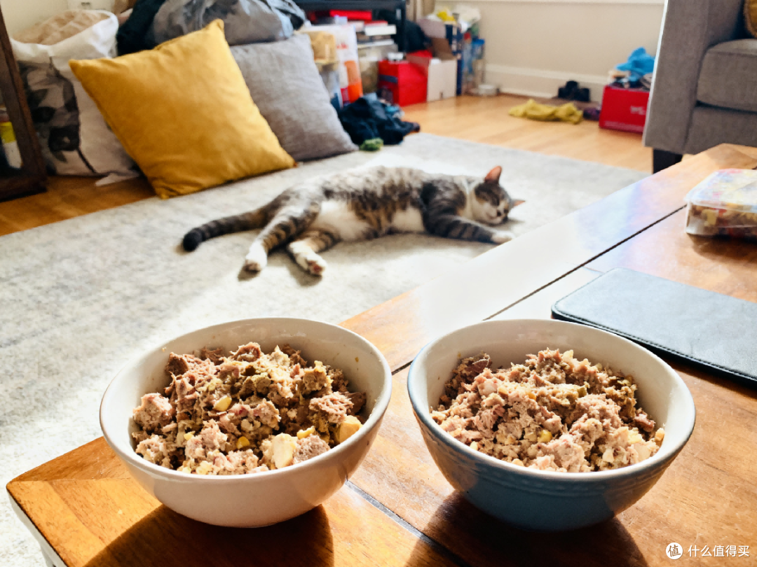 自制猫饭和猫粮哪个好?带你看优缺点对比!附自制猫饭辅食机食谱