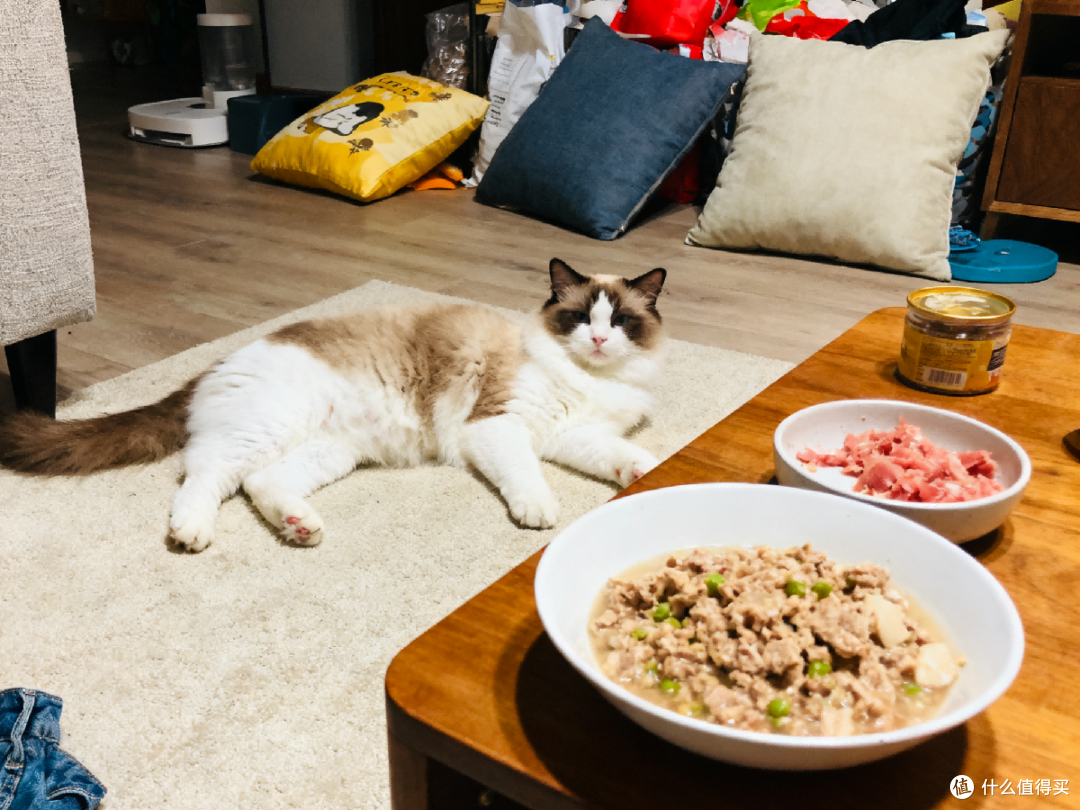 吃猫粮好还是吃自制猫饭好?看这篇再决定!自制猫饭最佳配方分享