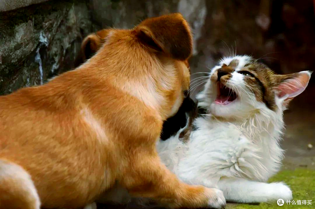 猫肉事件触目惊心,为何有人坚决抵制吃猫狗肉?