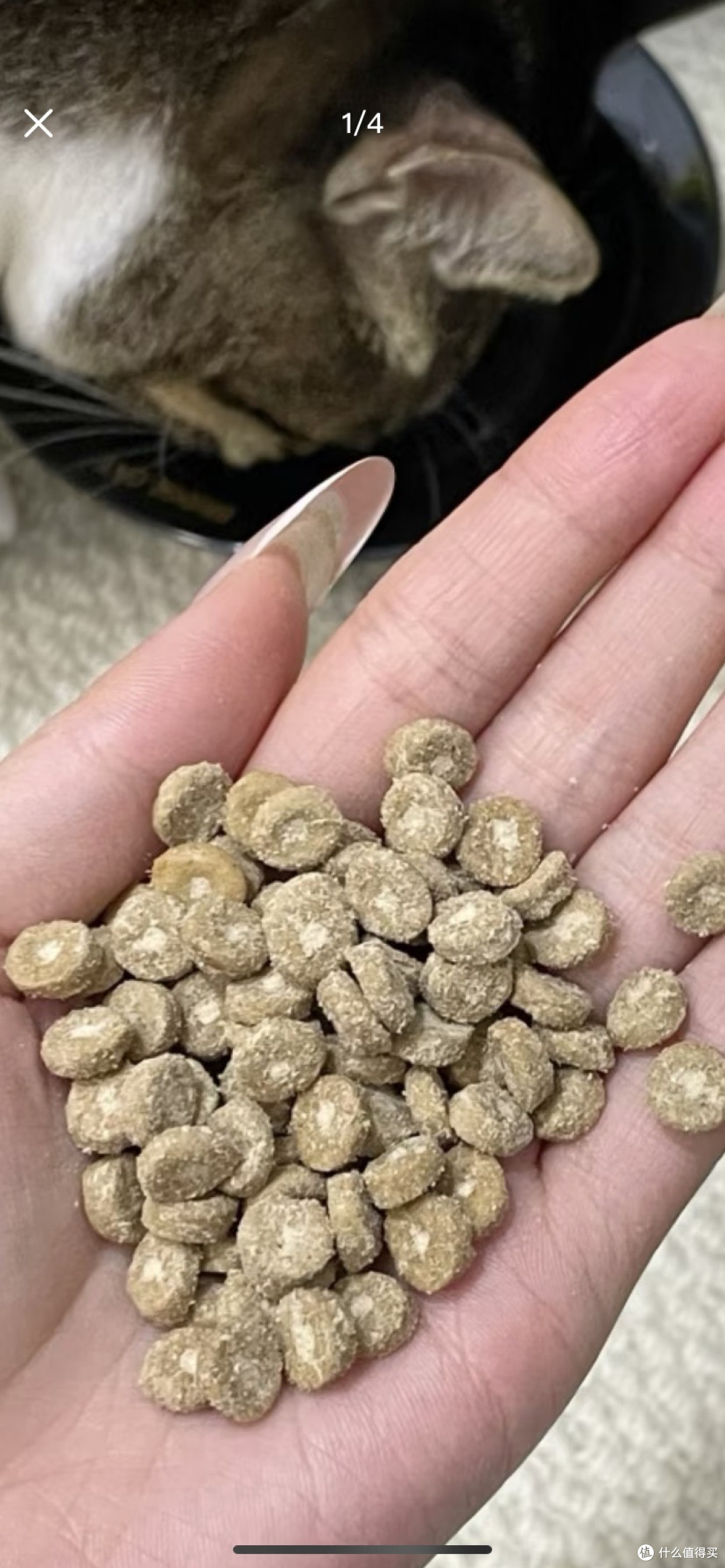 室内猫专用猫粮的营养优势