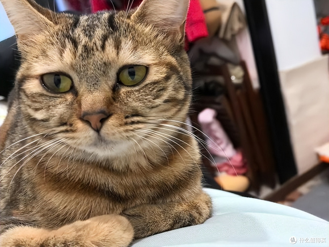 老猫吃什么猫粮好?老年猫粮哪个牌子好?2025优质老年猫粮推荐!