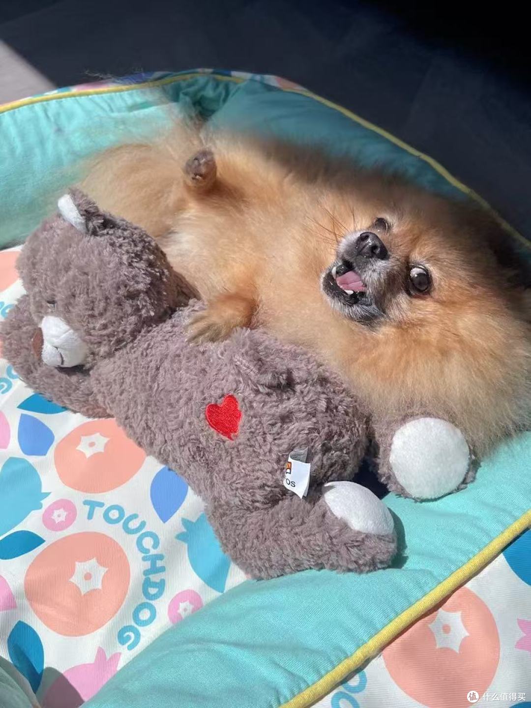 幼犬党必入!这只安抚熊救了我家拆家小狗🐻