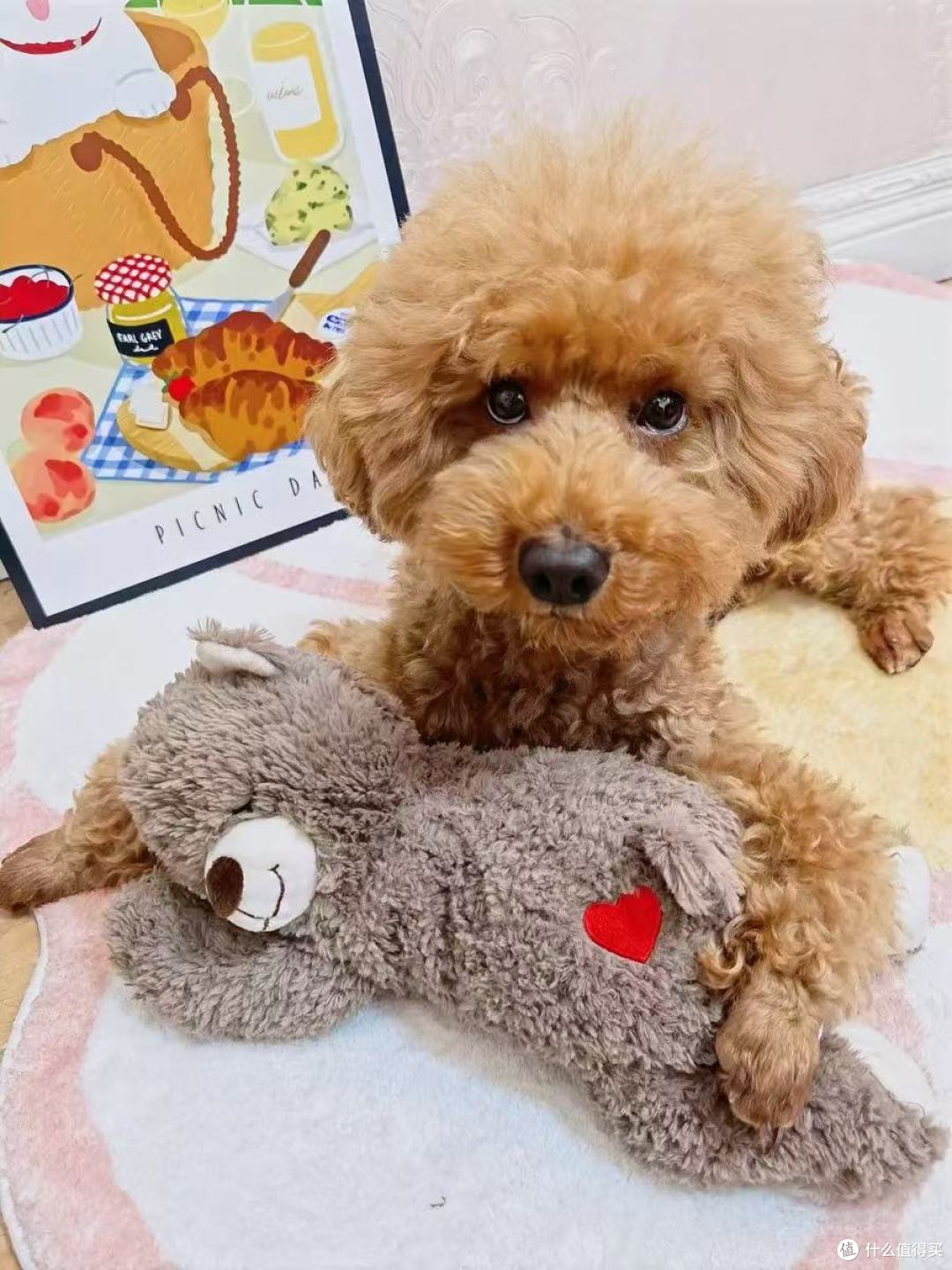 幼犬党必入!这只安抚熊救了我家拆家小狗🐻