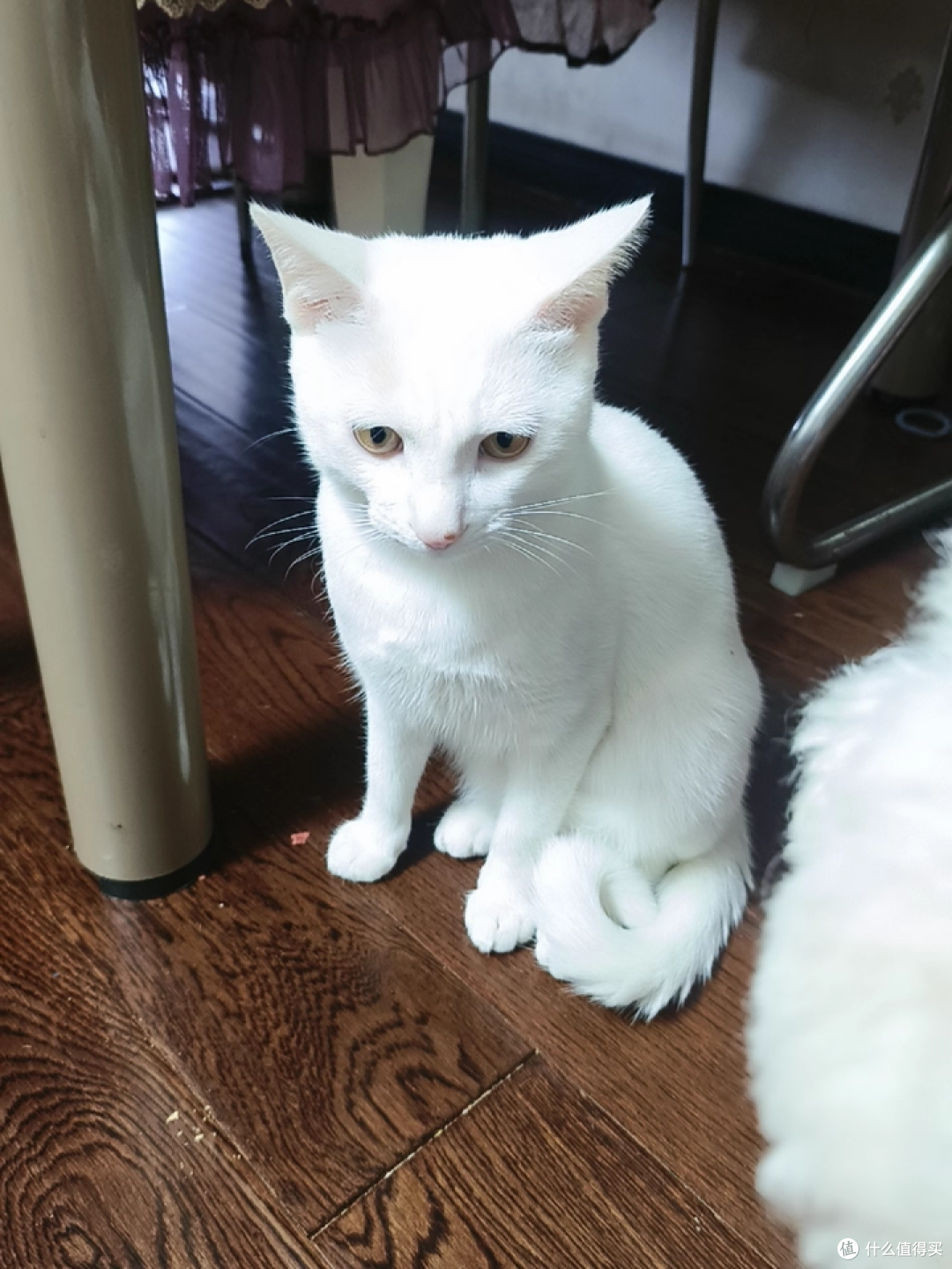 养宠清洁党狂喜!Nikoro 混合猫砂低尘速溶太省心