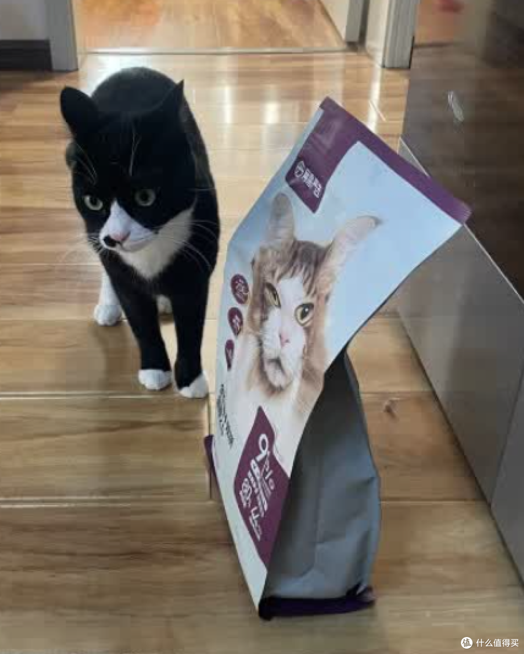 网易严选猫粮,让我的猫咪更健康更有活力
