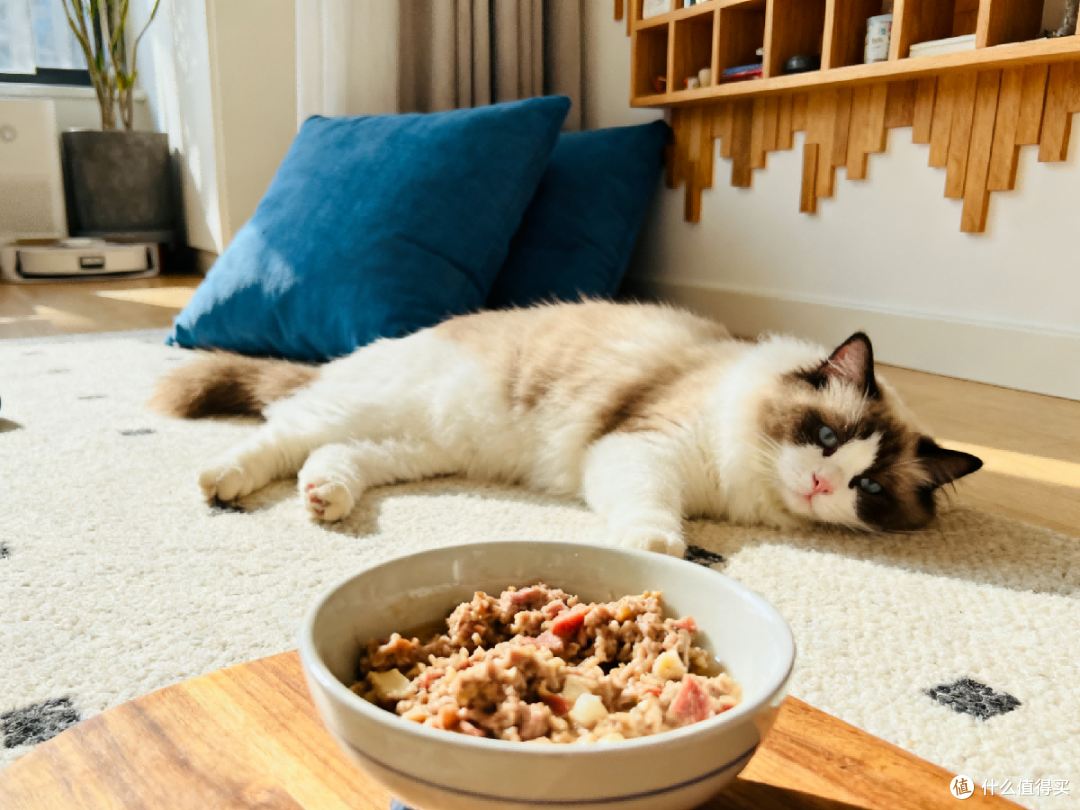 自制猫饭和猫粮哪个好?自制猫饭成分公开!猫靓毛通便原因全知道