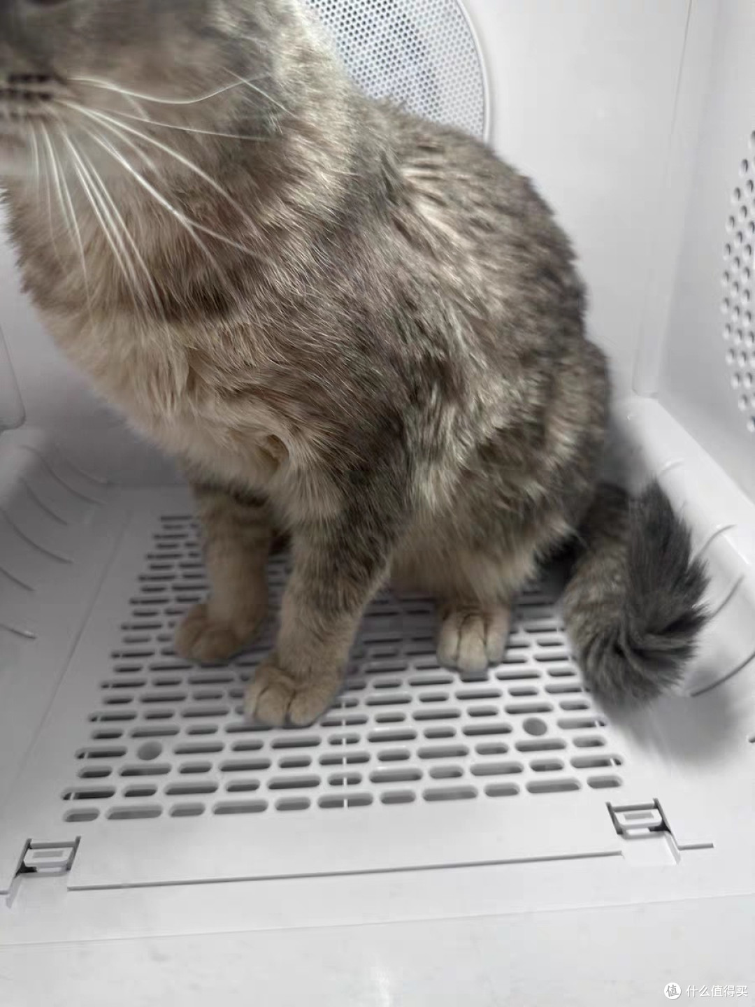 猫猫洗澡烘干机：高效舒适，宠物护理新选择