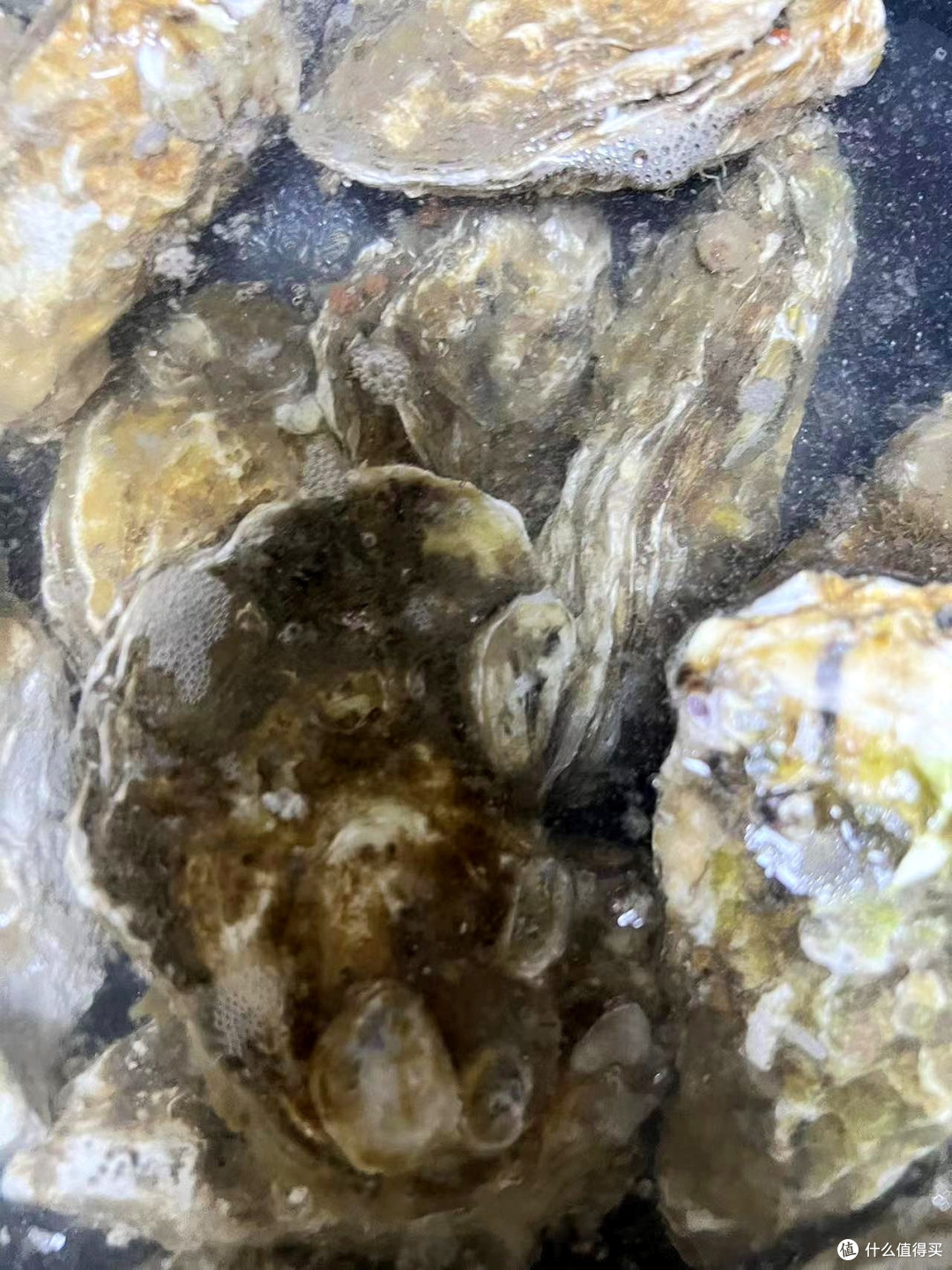 双十一海鲜囤货王！蜀皇生鲜8斤乳山生蚝，鲜活爆汁太解馋