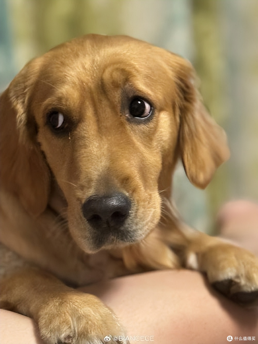 老年狗狗吃什么狗粮好?2025老年犬狗粮红榜来啦,快码住!