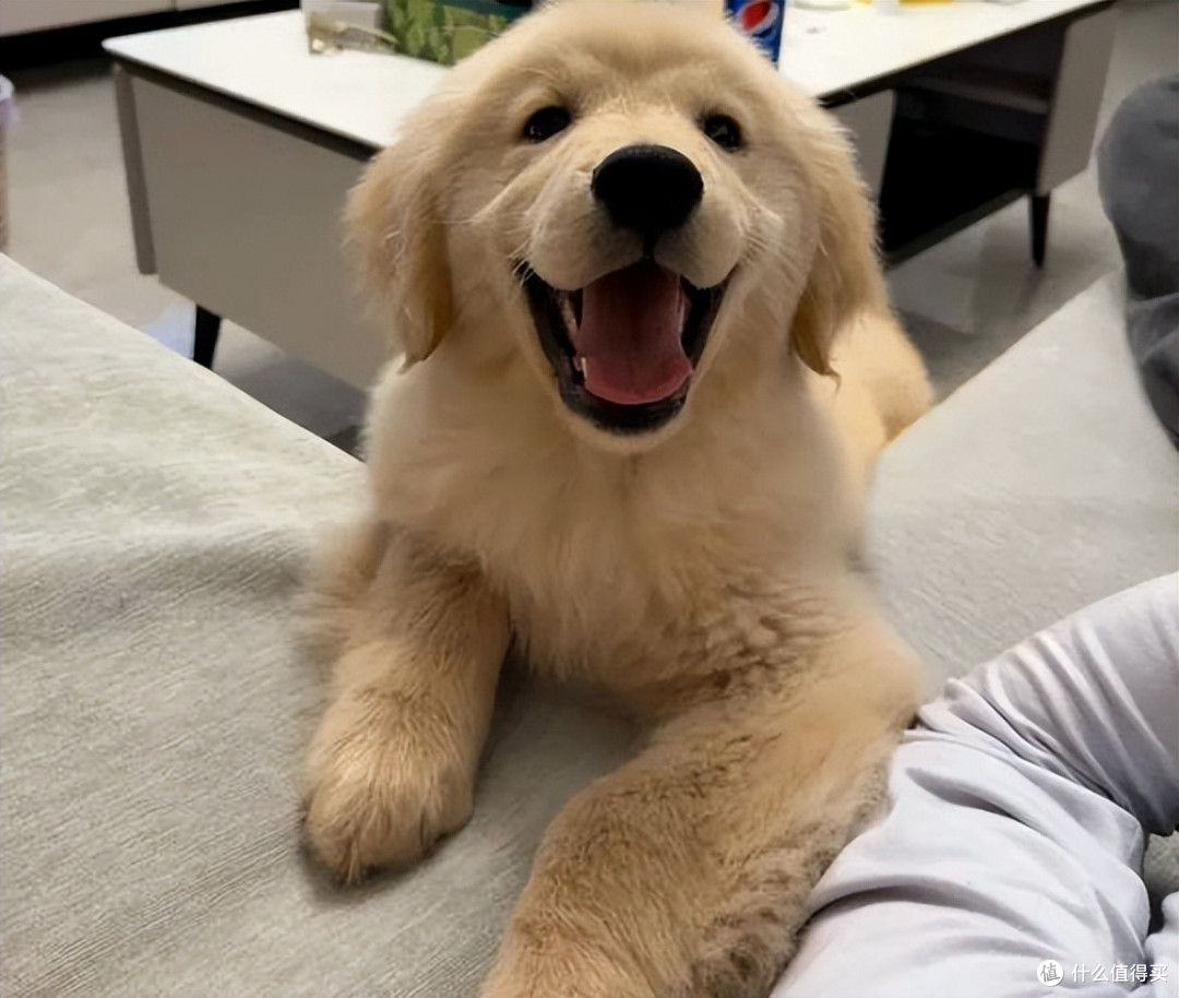 老年狗狗吃什么狗粮好?2025老年犬狗粮红榜来啦,快码住!