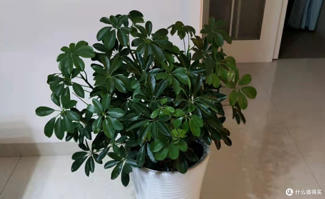 发现四种花,“讲究人”都爱养,好养易活不说,“寓意”还很美好