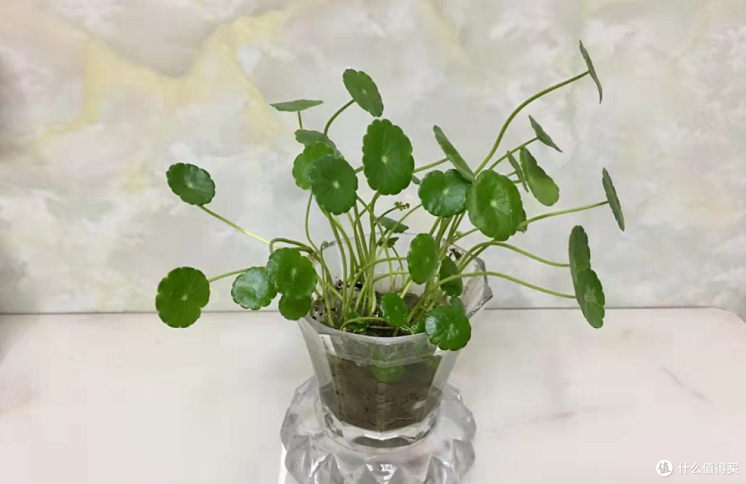 发现四种花,“讲究人”都爱养,好养易活不说,“寓意”还很美好
