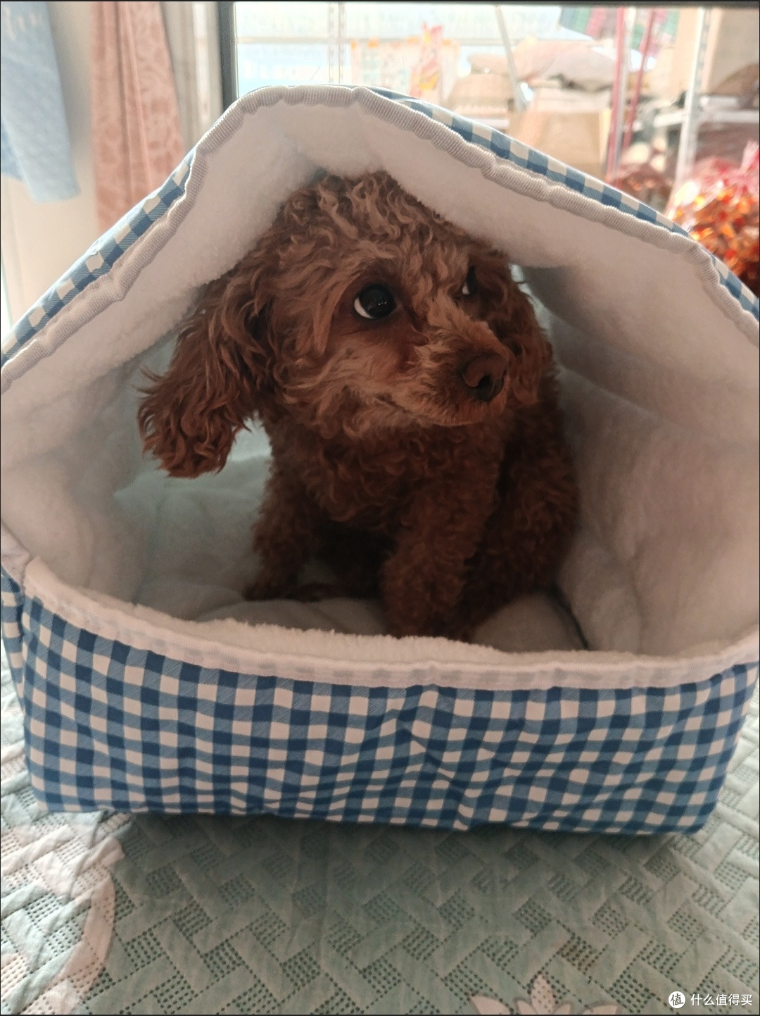 这猫窝狗窝也太懂养宠人了吧！