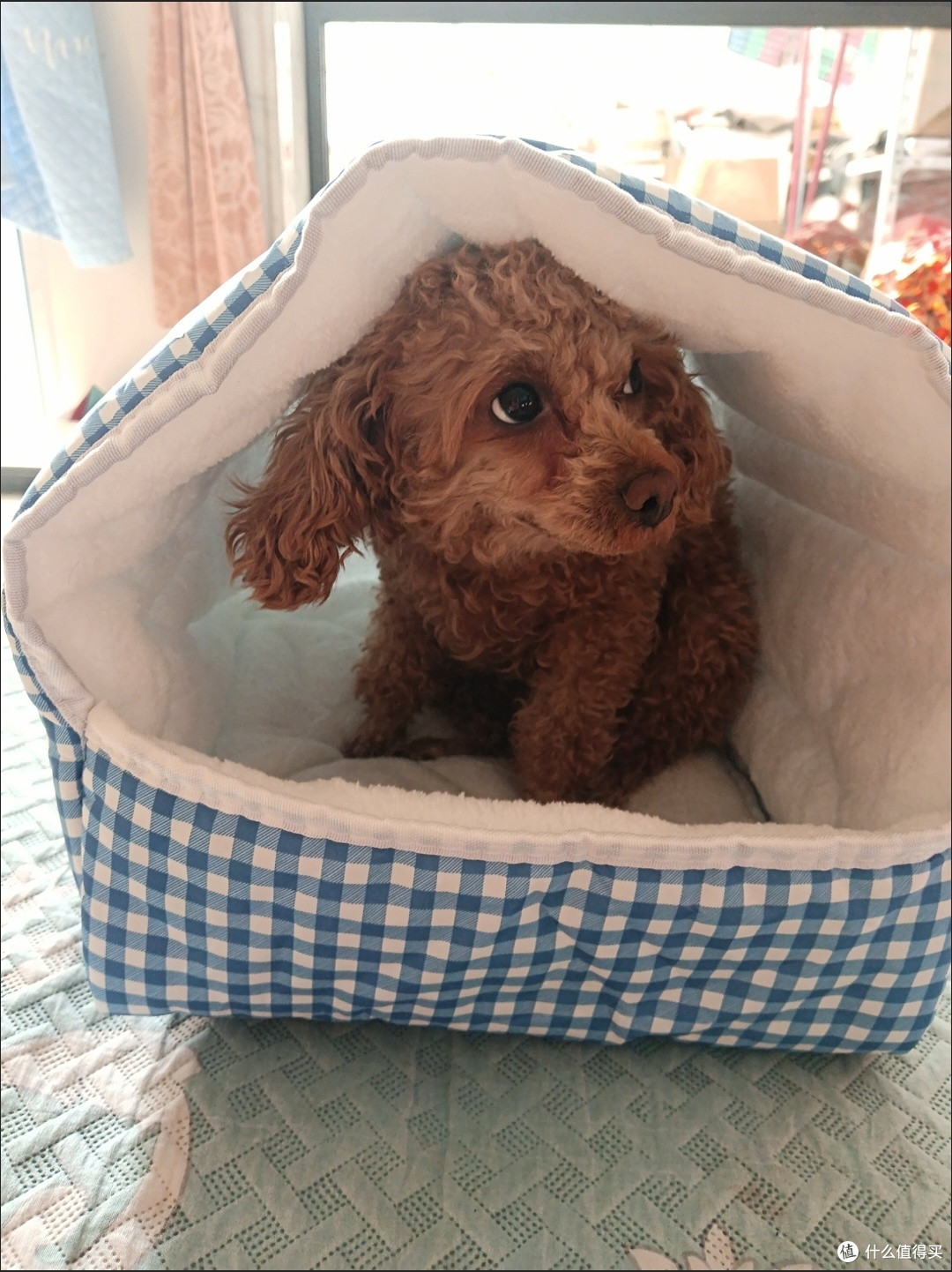 这猫窝狗窝也太懂养宠人了吧！