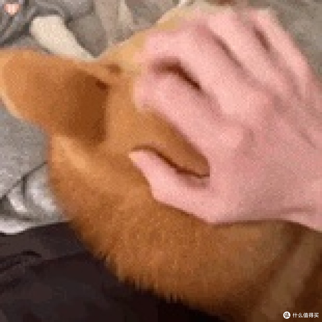 狗粮低价位哪个牌子好？狗粮实惠性价比高的品牌推荐