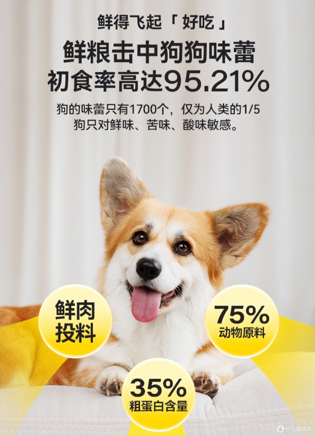 泰迪不吃狗粮怎么办?挑食的狗吃什么狗粮好,5款让狗狗主动干饭