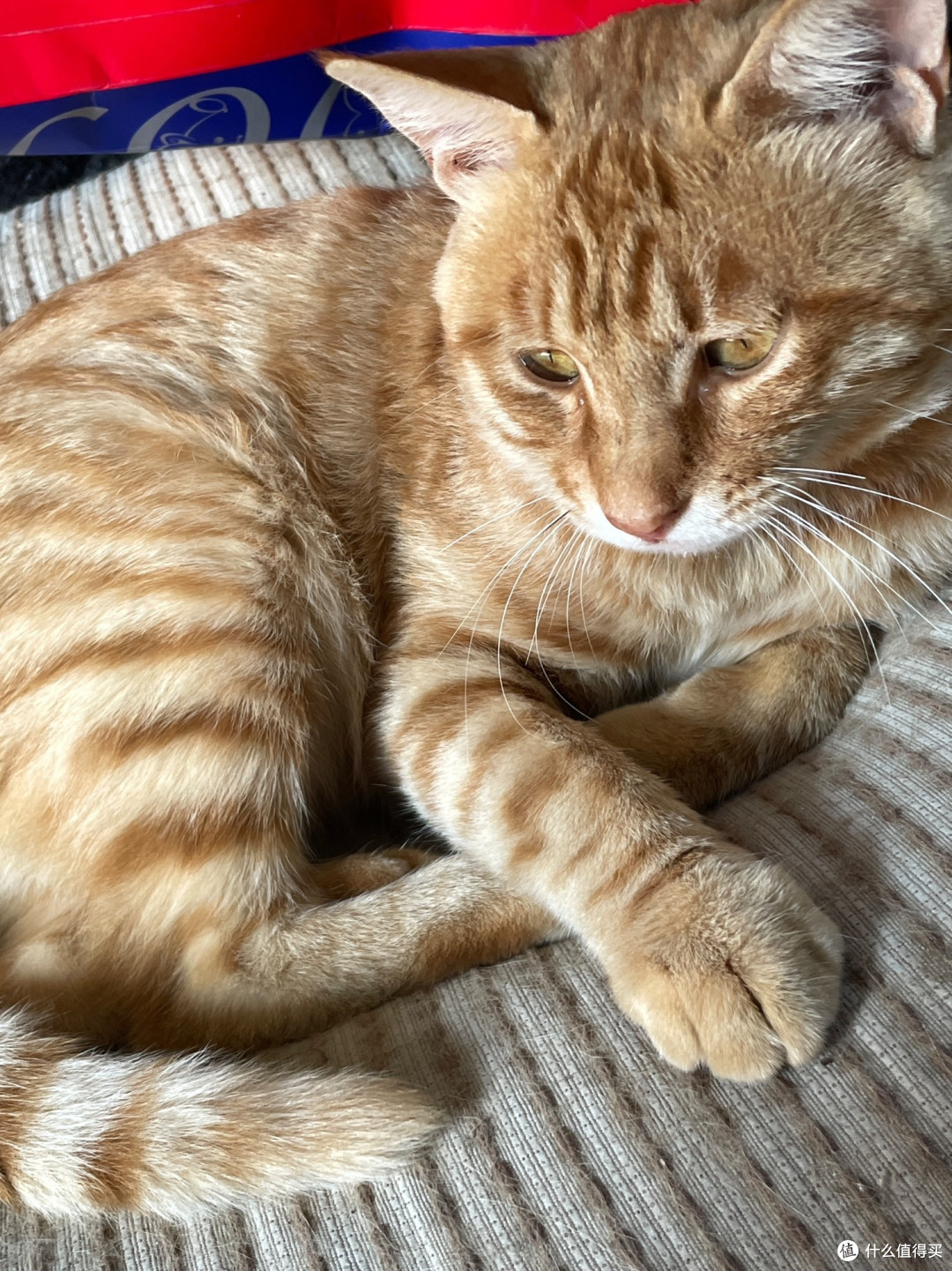 WOWO无谷全价猫粮:成幼猫通用,营养又好消化