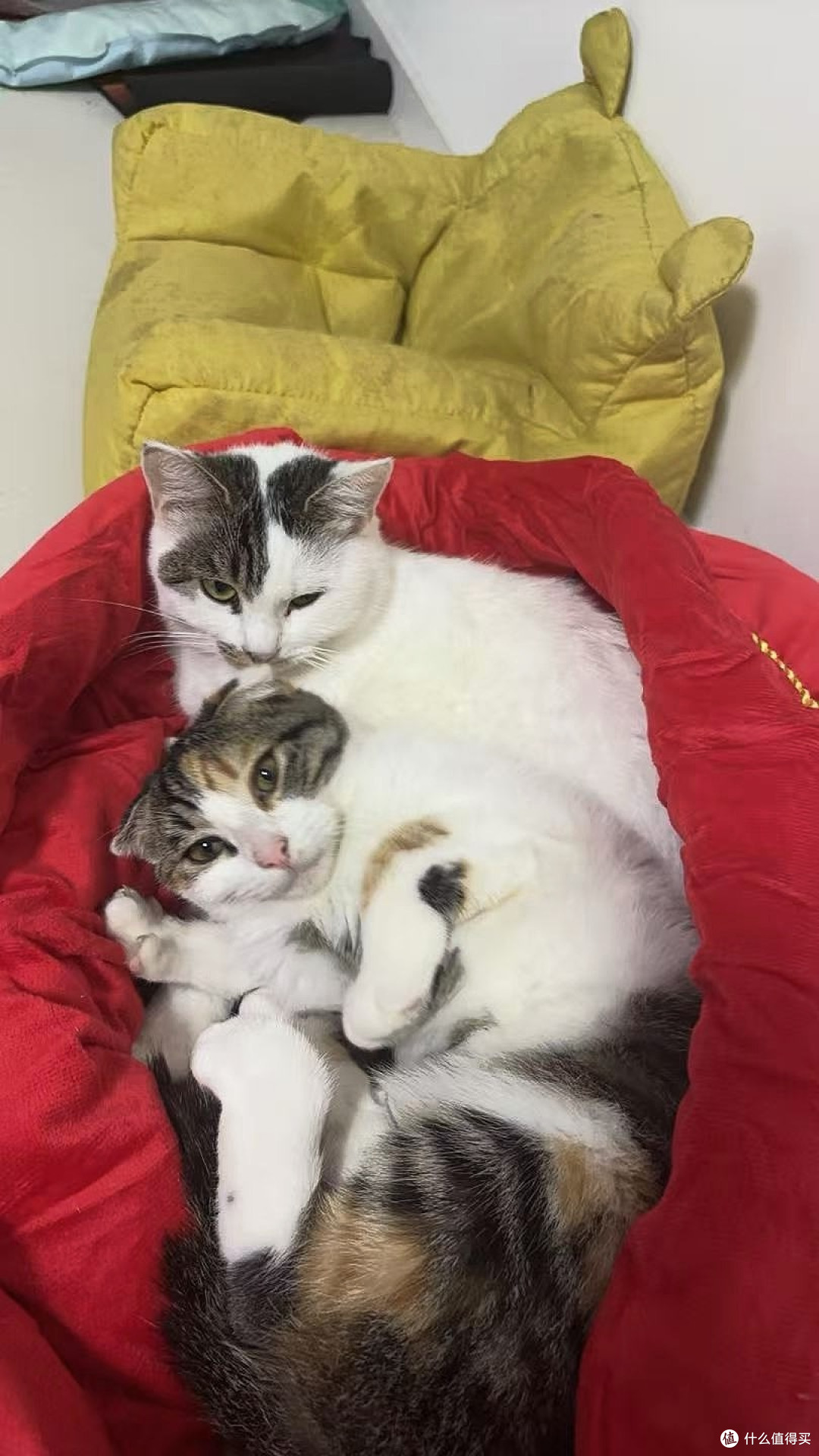 晒双11养宠好物,膨润土猫砂