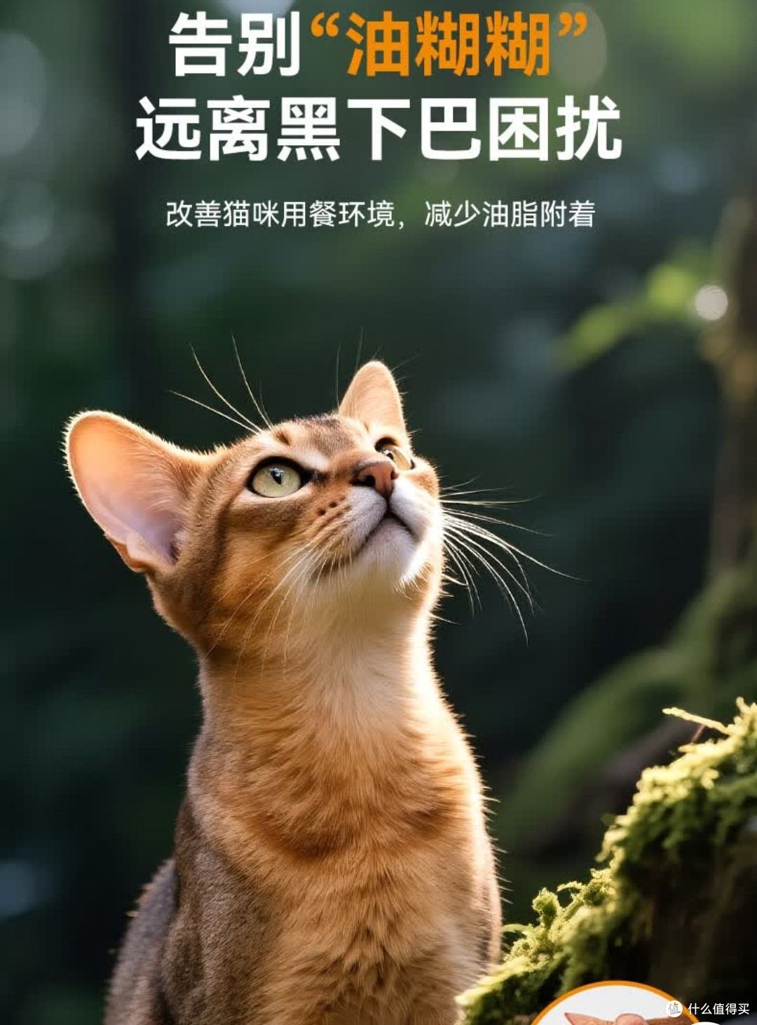 无限回购！麦富迪原生鲜肉粮让猫咪干饭超上头🐱