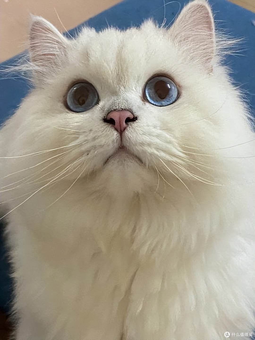 猫咪泪痕“擦不完”?2025去泪痕猫粮排行榜,快码住!