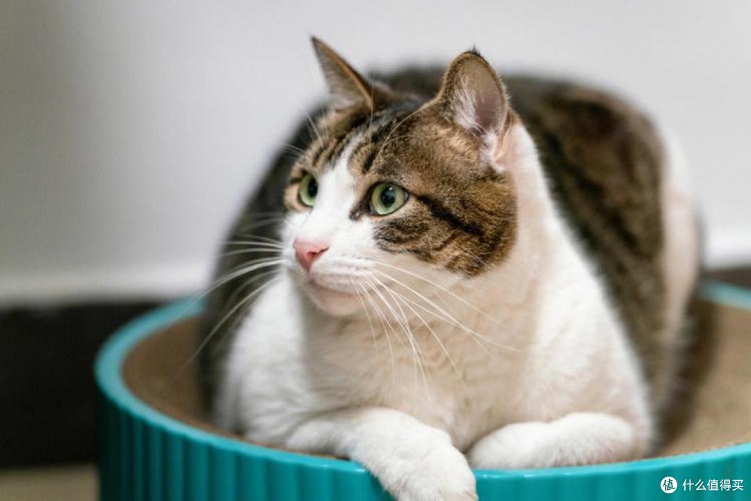 猫咪泪痕“擦不完”?2025去泪痕猫粮排行榜,快码住!