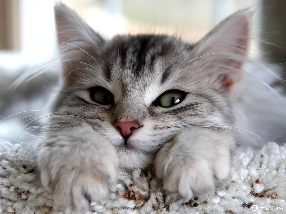 猫咪泪痕“擦不完”?2025去泪痕猫粮排行榜,快码住!