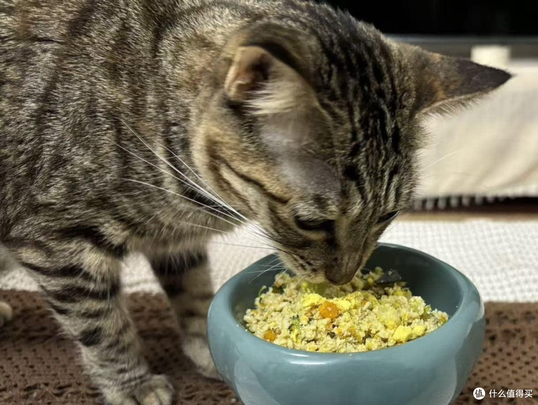 高蛋白自制猫饭食谱!自制猫饭配方比例表包掌握自制猫饭科学配比