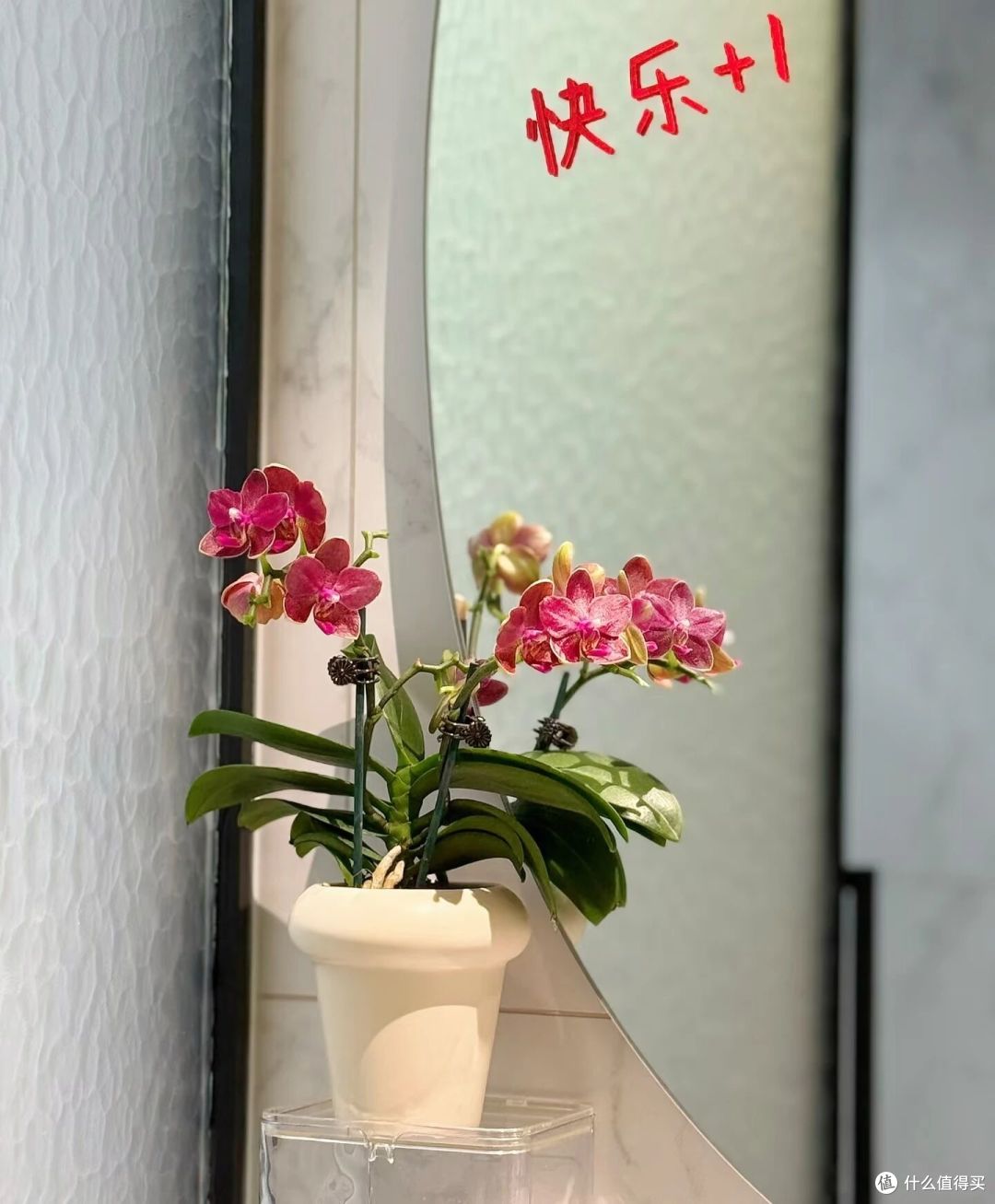 阿姨因“客厅开满花蝴蝶”引围观,家里养近300盆,超级治愈呀!