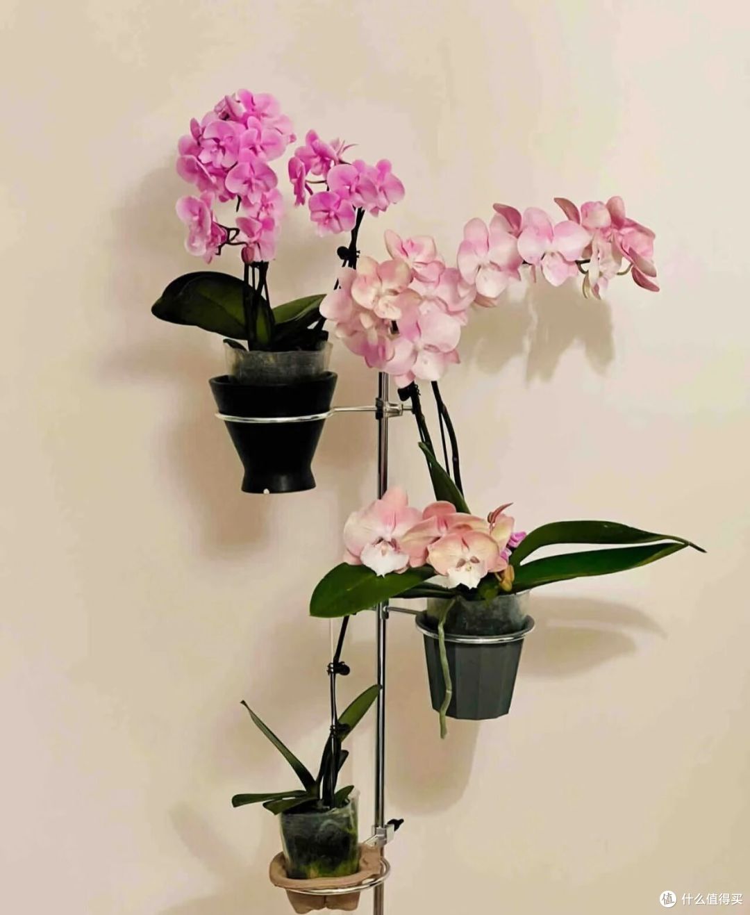 阿姨因“客厅开满花蝴蝶”引围观,家里养近300盆,超级治愈呀!