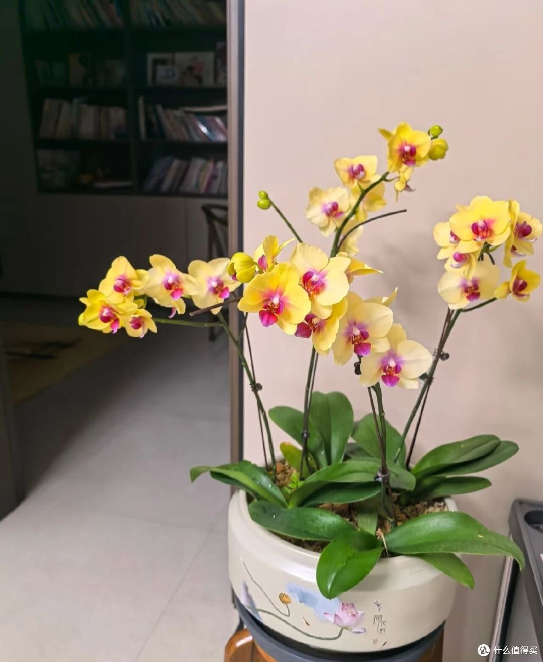 阿姨因“客厅开满花蝴蝶”引围观,家里养近300盆,超级治愈呀!