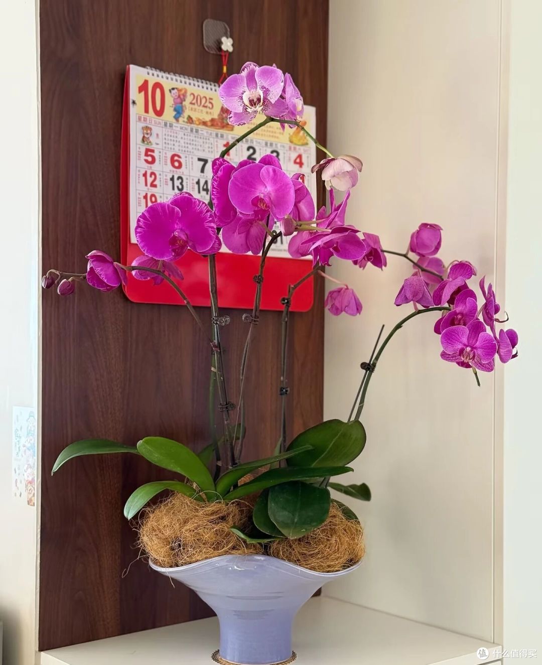 阿姨因“客厅开满花蝴蝶”引围观,家里养近300盆,超级治愈呀!
