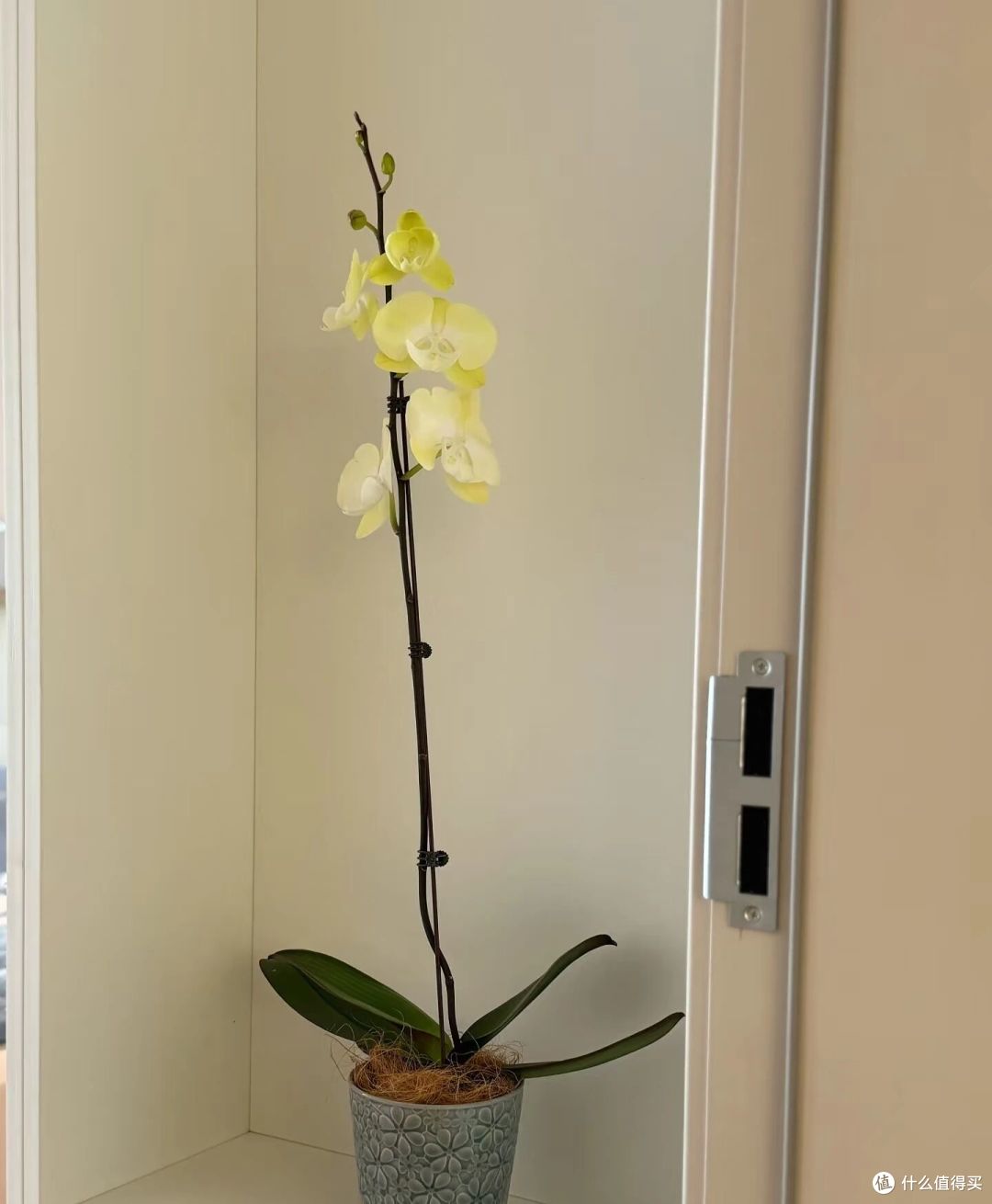 阿姨因“客厅开满花蝴蝶”引围观,家里养近300盆,超级治愈呀!